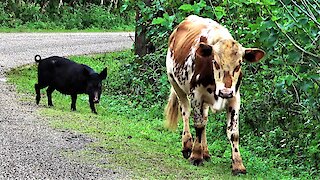 Cow and his wild pig friend casually stroll down the road in Tonga