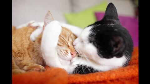 Meaw goals | Romantic cats