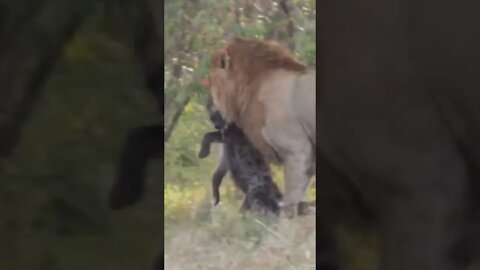 Lion Carries Prize After Raiding Hyena Den #shorts