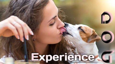 experience dogs || experience dog trainer || experience at dog park