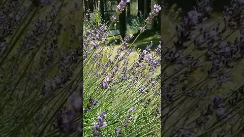 #peaceful #nature #bees #lavender #homesteading #farm #farmlife #beautiful