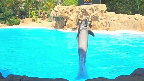 "Loro Parque Zoo: A Hidden Gem or World's Best Attraction?"