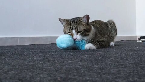 Fluffy Cat Loves the Fluffy Toy