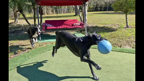 Funny Great Danes Enjoy Super Jolly Ball Bowl Touchdowns & Tackles