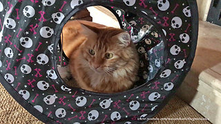 Bewildered cat watch crazy puppy play from inside tent