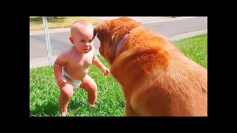 TRY NOT TO LAUGH!!! Funny Dog And Baby Moments