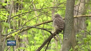 Keeping wildlife wild at the Heckrodt Wetland Reserve