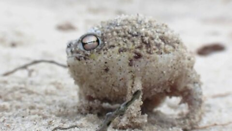 [10 HOURS] of Desert Rain Frog