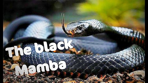 The black mamba change skin