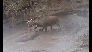 Deer with locked antlers need to be rescued