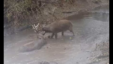 Deer with locked antlers need to be rescued