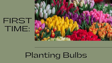 Planting Tulips, Crocuses, and Hyacinths