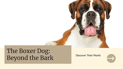 The Boxer Dog: Beyond the Bark - Discover Their World