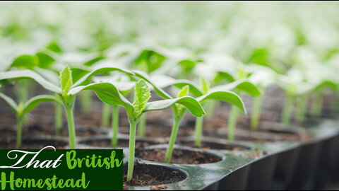 Transplant Seedlings to Bigger Pots: Allotment gardening