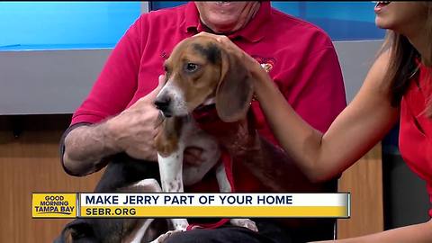 Rescues in Action Sept. 1 | Help Jerry find a home