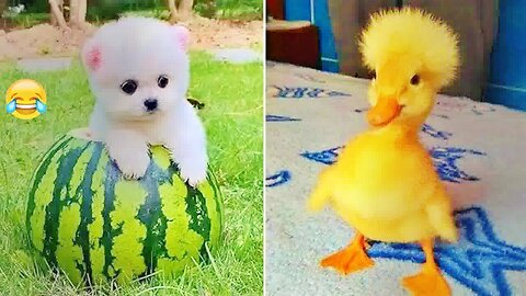 Cute animals on the loose🐶😻 | Funny Animal Videos - PART: 109