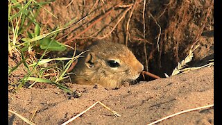 Timid gopher