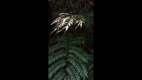 Beautiful sunlight shines on the long leaves, giving the plant full of energy thanks to the sunlight