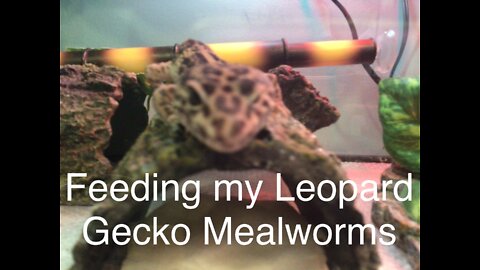 Feeding my Leopard Gecko Mealworms