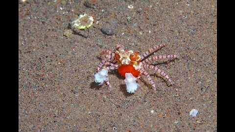 This is Crab Pom-Pom wishing you a good morning!