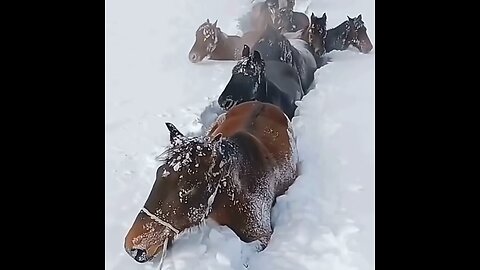 Horse in ice