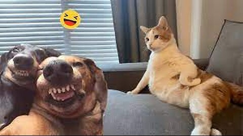 Funniest Dogs and Cats Videos 😁