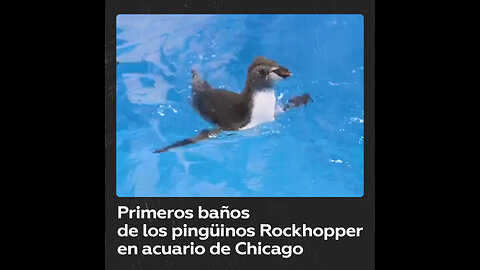 Crías de pingüino Rockhopper nadan por primera vez en acuario de Chicago