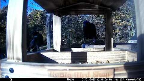 Grackles taking over at the new bird feeder.