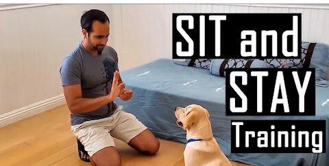 Labrador Puppy doggy Training | Bella Nehra