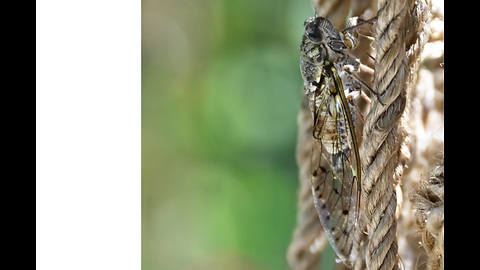 the cicada the star of our hot summer days