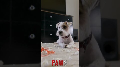 🐶 #PAWS - Little Destroyer of Worlds: Doggy's Toy Demolition, Worlds Crumble with Fierce Joy 🐾