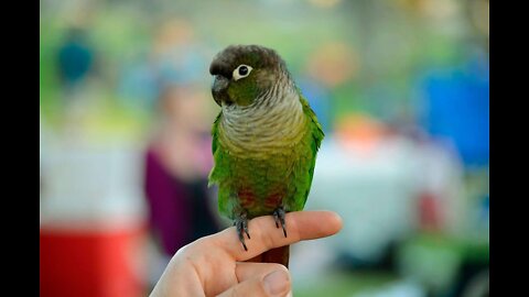 my beloved little bird conure molina