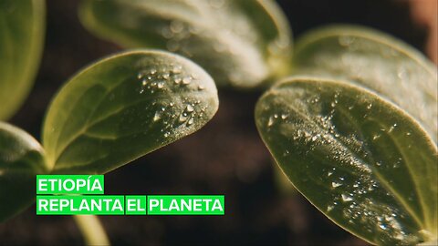 Etiopía lidera la reforestación de árboles