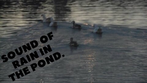 sound of rain in the pond.