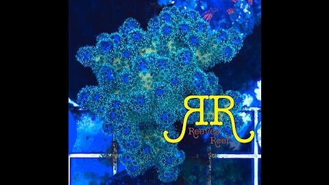 Reeves' Reef Live Sale #1