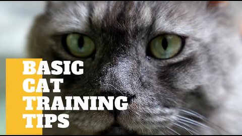 Cat training tips - Do you want to train your cat?