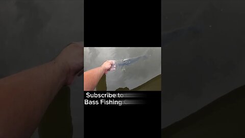 Slow Motion Bass Release Video #onlyfins #shorts #fyp #bassfishing