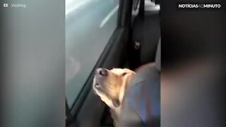 Cão dorme no carro da forma mais desconfortável