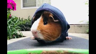 Guinea pig learns to skateboard in LA