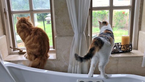 Great Dane and Cats Enjoying Squirrel TV