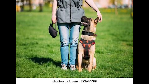 Dog Training unique methods How to Train ANY DOG the Basics