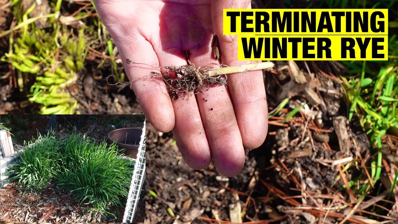 Terminating winter rye in a raised garden bed