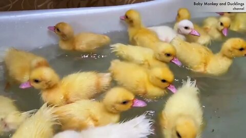 Funny Ducklings jump and swim in the mini bath for baby