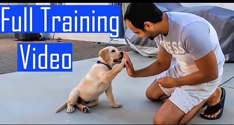 Labrador Puppy Learning and Performing Training Commands | Dog Showing All Training Skills