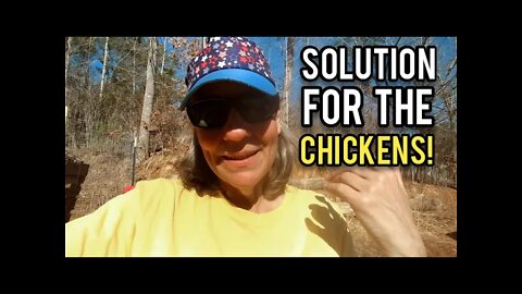 A Solution for the Chickens - Ann's Tiny Life