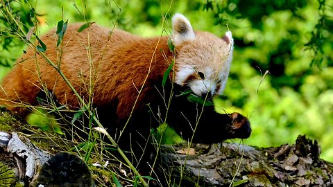 "In the Shadows of Giants: The Secret Life of Red Pandas"