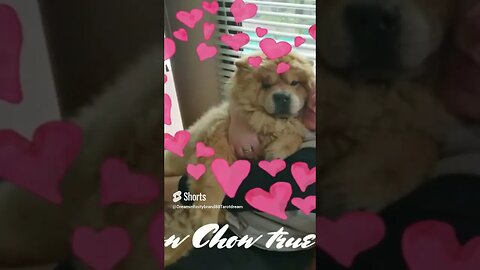 #shorts Chow Chow Dog Living in South Africa Num: 46 #chowchowpuppies #chowchowdog #southafricachows