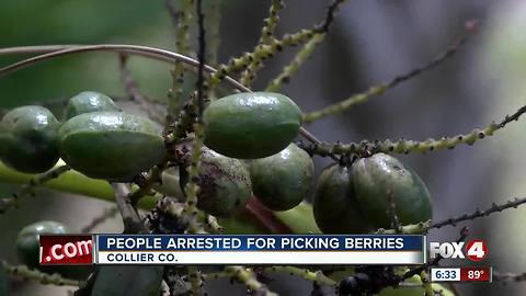 Seven arrested for picking protected saw palmetto berries