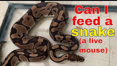 How to feed a ball python and watch him eat. Great video to decide on if you can handle this snake.