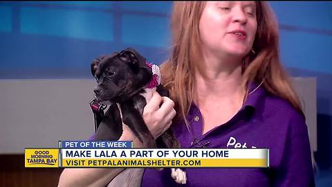 Pet of the Week: Lala is a 13-week-old Boston terrier mix looking for a family to serenade